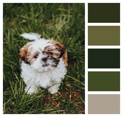 Shih Tzu Dog Animal Image